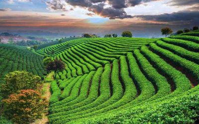 Sylhet Tea Garden